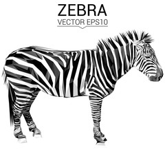 Zebra animal low poly design. Triangle vector illustration.
