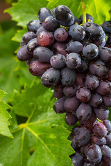 Healthy fruits Red wine grapes riping in the vineyard, dark grapes/ blue grapes/wine grapes,  bunch of grapes ready to harvest