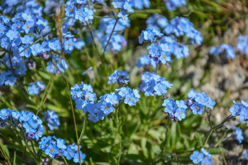 Blue flowers in the mountains in Switzerland