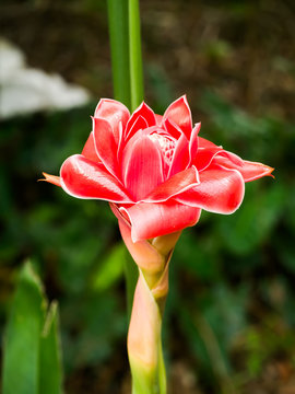 Beautiful tropical red ginger flower.
