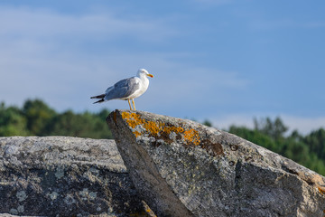 seagull sitting on a rock