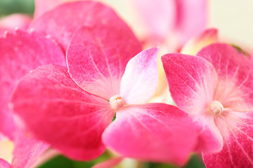 Fototapeta na wymiar Beautiful pink hydrangea flowers, closeup