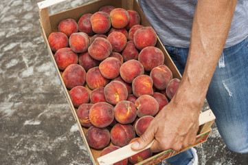 Cassetta di pesche