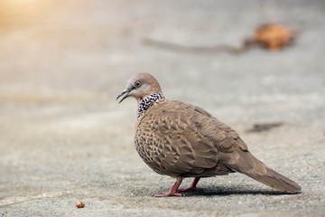 Spotted Dove (Streptopelia chinensis)