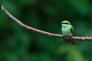 A Small Green Bee Eater