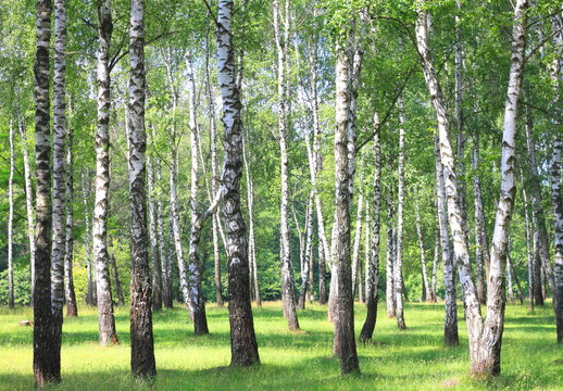 White birch trees with beautiful birch bark in a birch grove
