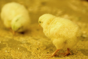 Pintinho em granja de aves
