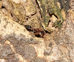 ant