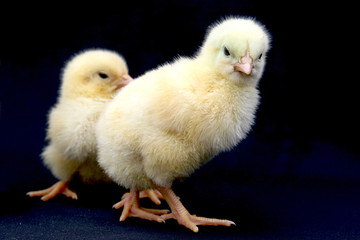 Pintinho em granja de aves