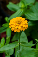 zinnia flower in garden