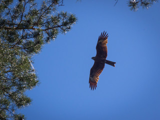 Black kite, spread wings flying in the blue sky above the pine trees top branches