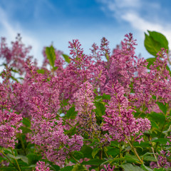 Fototapeta premium Blooming pink lilac flowers against the blue sky