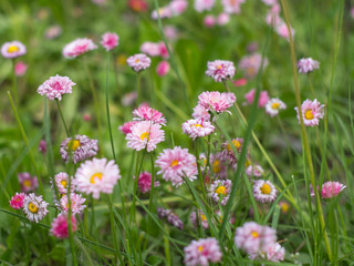Close-up of flowers of pink and yellow flowers in the grass