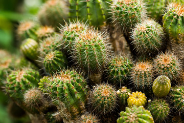 Cactus Plant