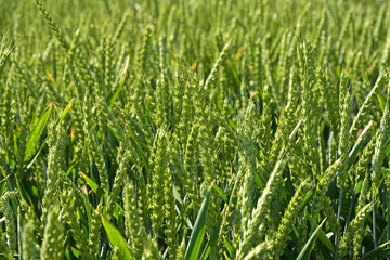 Fototapeta premium Green grain in the field
