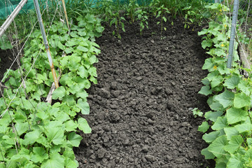 growing organic vegetables.