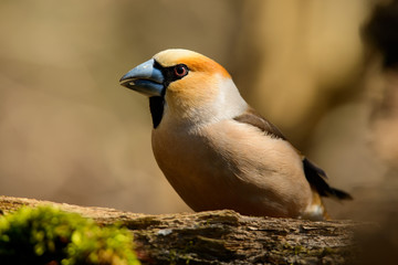 Grosbeak sitting on a tree trunk .