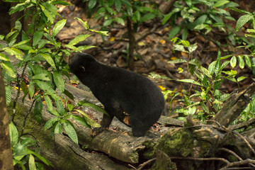Picture of Sun bear at the Borneo Sun Bear Conservation Centre at Sepilok, Sabah, Malaysian Borneo
