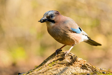 Jay spring sitting on a tree trunk