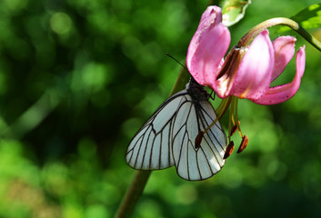 Pink forest locust flowers and white butterflies