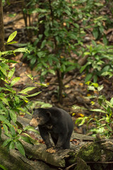 Picture of Sun bear at the Borneo Sun Bear Conservation Centre at Sepilok, Sabah, Malaysian Borneo