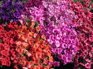 Multicolored petunia flowers for texture background
