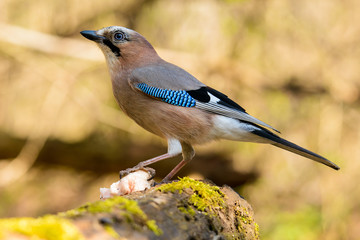 Jay spring sitting on a tree trunk