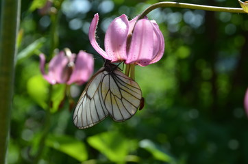 Pink forest locust flowers and white butterflies