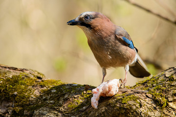 Jay spring sitting on a tree trunk