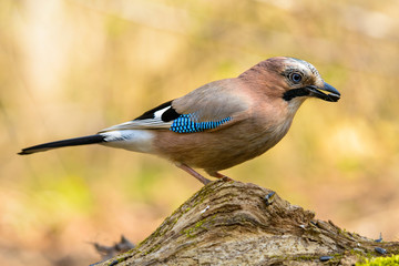 Jay spring sitting on a tree trunk