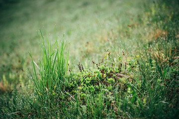 Fresh green grass with morning water drops in mountains, natural background. Close up with shallow focus