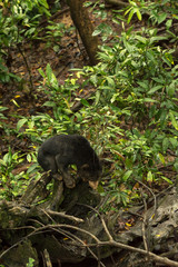 Picture of Sun bear at the Borneo Sun Bear Conservation Centre at Sepilok, Sabah, Malaysian Borneo
