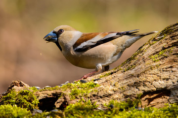 Grosbeak eats sunflower seeds