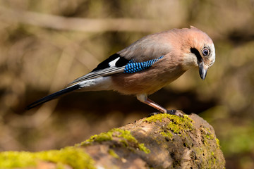 Jay spring sitting on a tree trunk