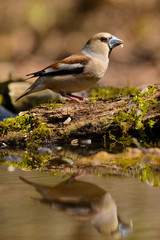 Grosbeak sitting on a tree trunk .