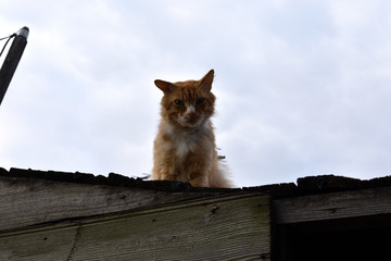 Cat on the roof