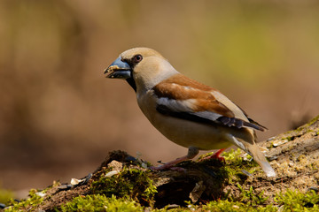 Grosbeak eats sunflower seeds