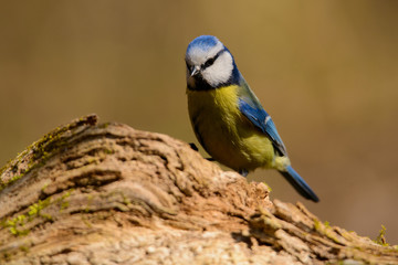 Fototapeta premium Tit sitting on a tree