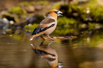 Grosbeak sitting on a tree trunk .