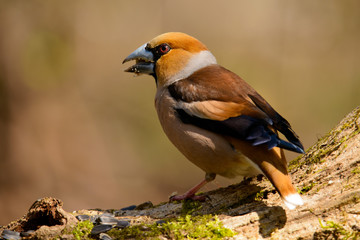 Fototapeta premium Grosbeak sitting on a tree trunk .