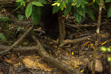 Picture of Sun bear at the Borneo Sun Bear Conservation Centre at Sepilok, Sabah, Malaysian Borneo