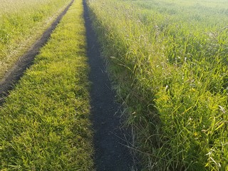 Droga polna © michalsen