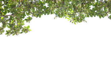 Green leaves frame on white background.