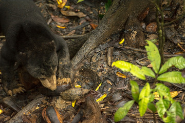 Picture of Sun bear at the Borneo Sun Bear Conservation Centre at Sepilok, Sabah, Malaysian Borneo