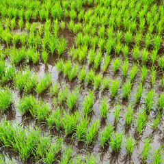   terrace   field for  coultivation of rice