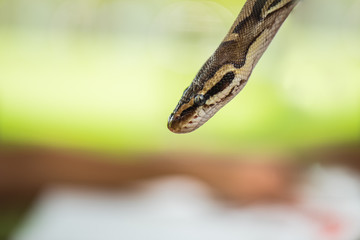 yellow python snake 