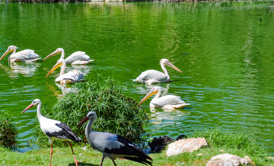 The spot-billed pelican or gray is a member of the family. It breeds in southern Asia from Pakistan across India east to Indonesia.