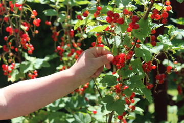 Johannisbeeren Ernte
