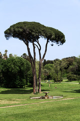 Obraz premium One of fontains in Villa Doria Pamphili
