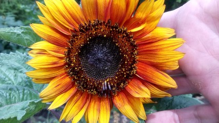 Sunflower closeup 